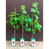 Vinná réva Crimson - červená (Vitis vinifera Crimson) - 90 - 110 cm