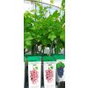 Vinná réva Supernova - růžová (Vitis vinifera Supernova) - 70 - 80 cm