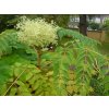Aralia elata (Japanischer Angelikabaum) 1