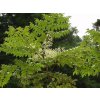 Aralia elata en fleur4081