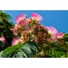 Albizia julibrissin 01