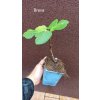 Fíkovník Breva, zakořeněné řízky 10 cm