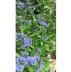 Ořechokřídlec klandonský Heavenly Blue (Caryopteris x clandonensis ) - 50 - 60 cm