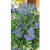 Ořechokřídlec klandonský Heavenly Blue (Caryopteris x clandonensis ) - 50 - 60 cm