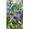 Ořechokřídlec klandonský Heavenly Blue (Caryopteris x clandonensis ) - 50 - 60 cm