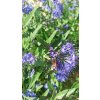 Ořechokřídlec klandonský Heavenly Blue (Caryopteris x clandonensis ) - 50 - 60 cm