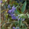 Caryopteris clandonensis B