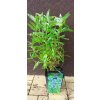 Ořechokřídlec klandonský Kew Blue (Caryopteris x clandonensis ) - 50 - 60 cm
