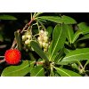 1024px Arbutus unedo