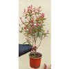 Blýskavka Fraserova Robusta Compacta (Photinia fraserii Robusta Compacta)