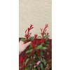Blýskavka Fraserova Robusta Compacta (Photinia fraserii Robusta Compacta)
