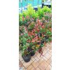 Blýskavka Fraserova Robusta Compacta (Photinia fraserii Robusta Compacta)