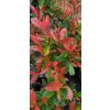 Blýskavka Fraserova Robusta Compacta (Photinia fraserii Robusta Compacta)
