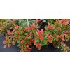 Blýskavka Fraserova Robusta Compacta (Photinia fraserii Robusta Compacta)