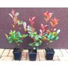 Blýskavka Fraserova Robusta Compacta (Photinia fraserii Robusta Compacta)
