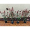 Blýskavka Fraserova Robusta Compacta (Photinia fraserii Robusta Compacta)