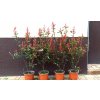 Blýskavka Fraserova Robusta Compacta (Photinia fraserii Robusta Compacta)