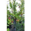Granátové jablko Da Fiore Arancio (Punica granatum Da Fiore) - 180 cm