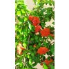 Granátové jablko Da Fiore Arancio (Punica granatum Da Fiore) - 180 cm