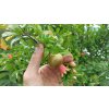 Granátové jablko Da Fiore Arancio (Punica granatum Da Fiore) - 180 cm
