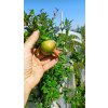 Granátové jablko Da Fiore Arancio (Punica granatum Da Fiore) - 180 cm