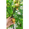 Granátové jablko Da Fiore Arancio (Punica granatum Da Fiore) - 180 cm