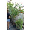 Granátové jablko Da Fiore Arancio (Punica granatum Da Fiore) - 180 cm