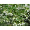 Sturač Fragrant Fountain (Styrax Fragrant Fountain) - 40 - 50 cm