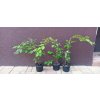 Sturač Fragrant Fountain (Styrax Fragrant Fountain) - 40 - 50 cm