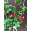 Rybíz Werdavia stromkový (Ribes rubrum Werdavia) - 110 - 130 cm
