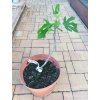 Fíkovník Dottato (Ficus carica Dottato) - 40 cm