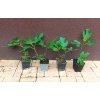 Fíkovník Bornholm (Ficus carica Bornholm) - 30 - 40 cm
