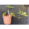 Fíkovník Madelaine des Deux Saissons (Ficus carica Madelaine des Deux Saissons)