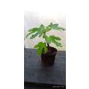 Fíkovník Kadaň 2 (Ficus carica) - 20 - 30 cm