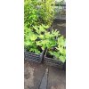 Fíkovník Kadaň 2 (Ficus carica) - 20 - 30 cm