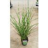 Ozdobnice čínská Strictus (Miscanthus sinensis Strictus) - 50 - 60 cm