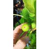 Fíkovník Smyrna (Ficus carica Smyrna) - 50 - 60 cm