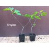 Fíkovník Smyrna (Ficus carica Smyrna) - 50 - 60 cm