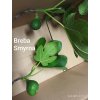Fíkovník Smyrna (Ficus carica Smyrna) - 50 - 60 cm