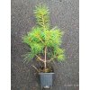 Borovice vejmutovka, hedvábná (Pinus strobus) - 30 - 40 cm