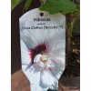 Ibišek syrský China Chiffon (Hibiscus syriacus China Chiffon®) - 70 cm