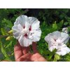 Ibišek syrský China Chiffon (Hibiscus syriacus China Chiffon®) - 70 cm