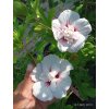 Ibišek syrský China Chiffon (Hibiscus syriacus China Chiffon®) - 70 cm