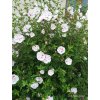 Ibišek syrský China Chiffon (Hibiscus syriacus China Chiffon®) - 70 cm