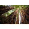 4096px Sequoia sempervirens Big Basin Redwoods State Park 4
