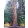 Sequoia sempervirens 01