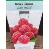 Maliník Glen Ample (Rubus idaeus Glen Ample) - 40 cm