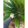 Cykas japonský (Cycas revoluta) - kmen průměr cca 30 cm, výška listové růžice 140 cm, osobní odběr