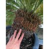 Cykas japonský (Cycas revoluta) - kmen průměr cca 30 cm, výška listové růžice 140 cm, osobní odběr