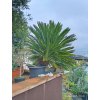 Cykas japonský (Cycas revoluta) - kmen průměr cca 30 cm, výška listové růžice 140 cm, osobní odběr